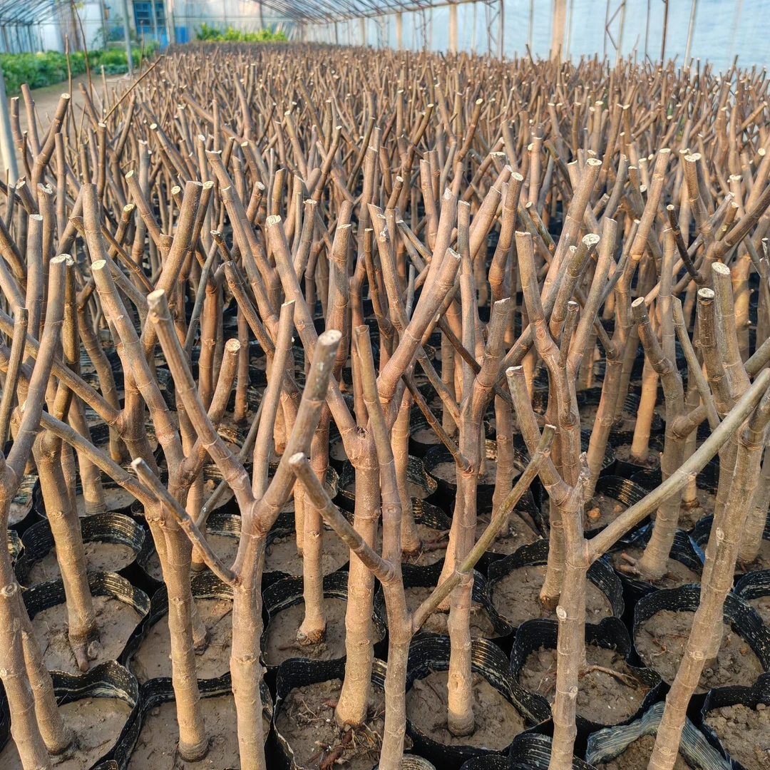 无花果盆栽高端好养活