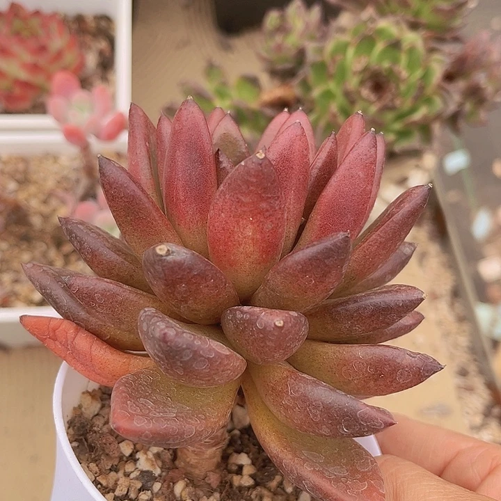 丰沛玫瑰2634多肉植物