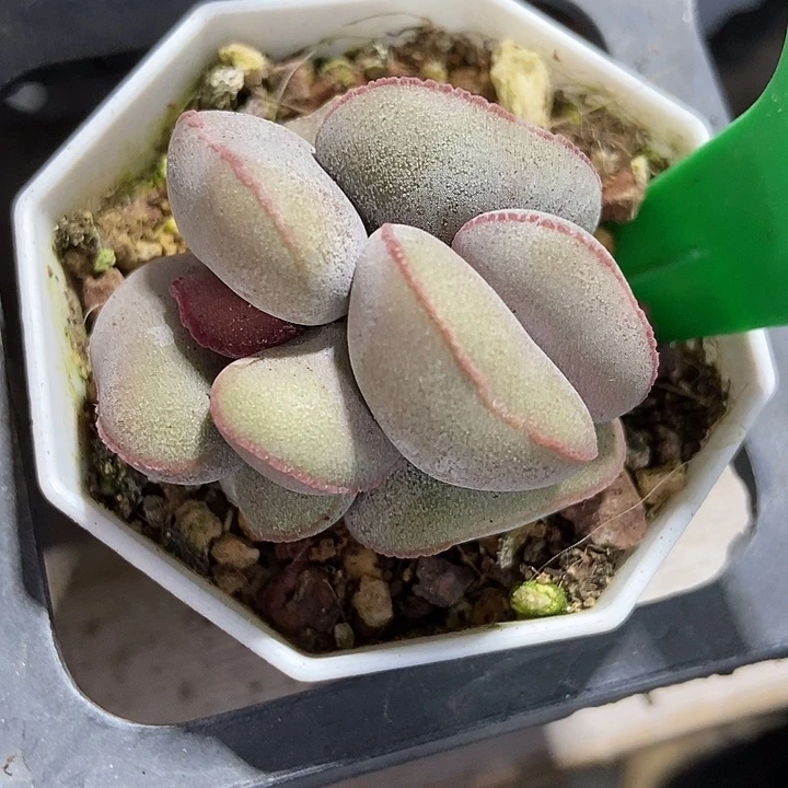 多肉植物红蛋1661
