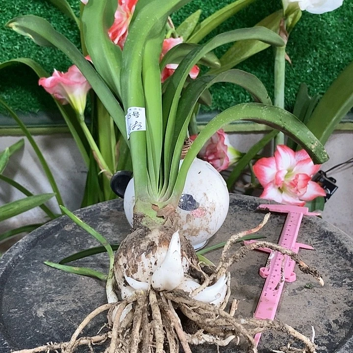 全部花朵安吉拉6.5厘米坨坨朱755号