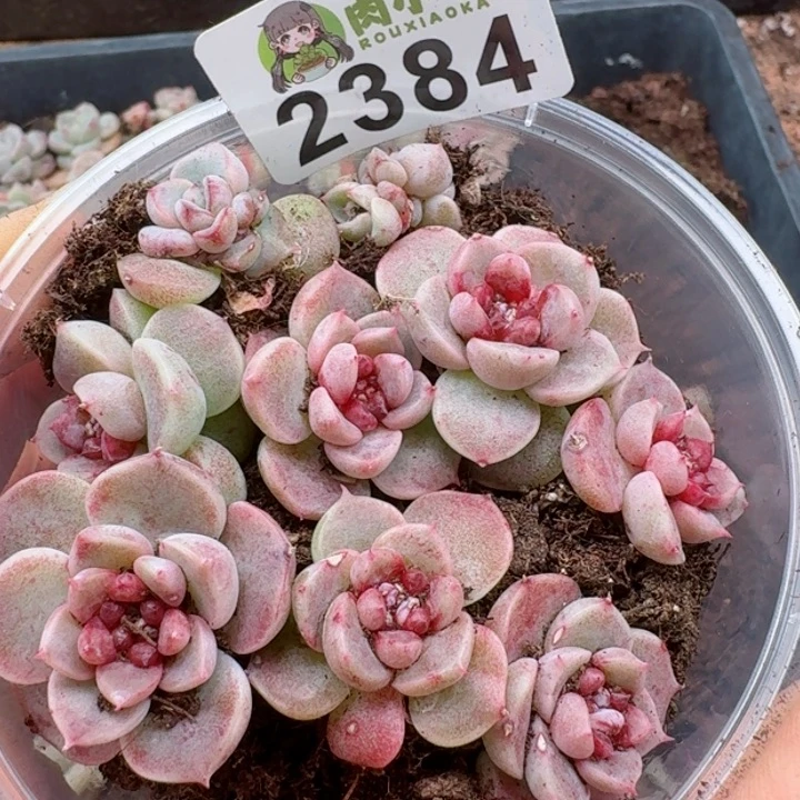 多肉植物多肉植物