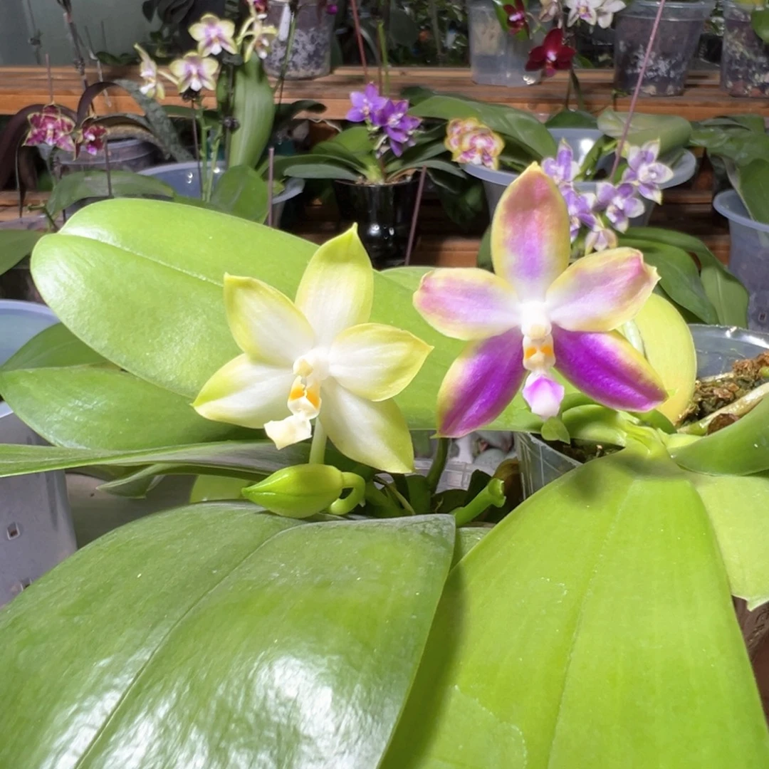 大部分开放少量花苞85元2颗