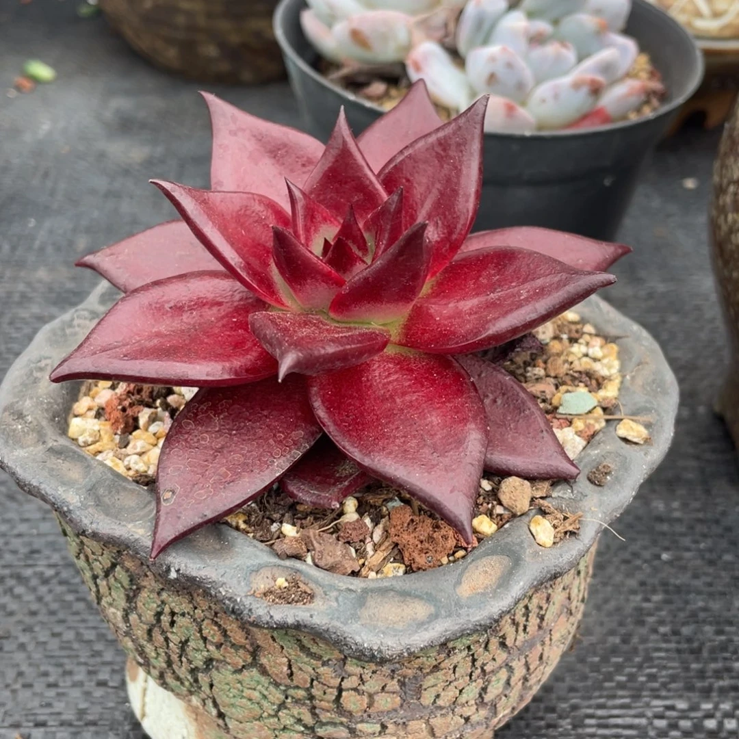 弥鹿之森一物一拍