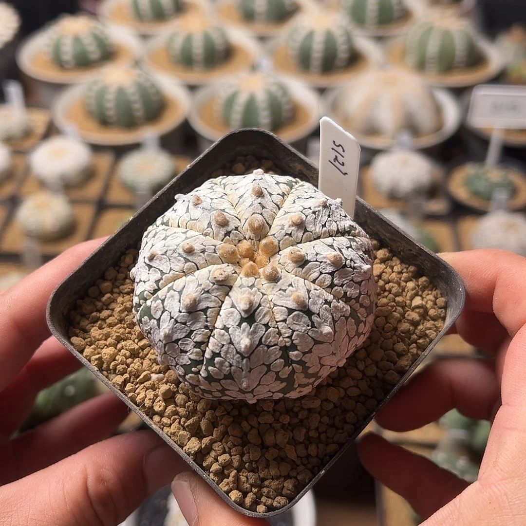 无花朵127实生v兜mmm