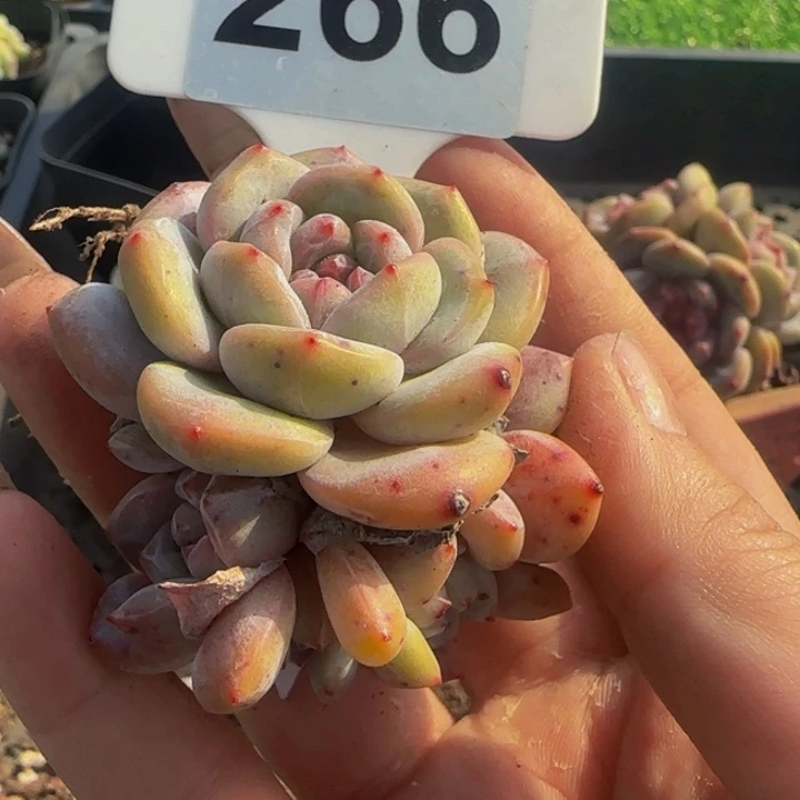 嗯*。266号5头星影一物一拍