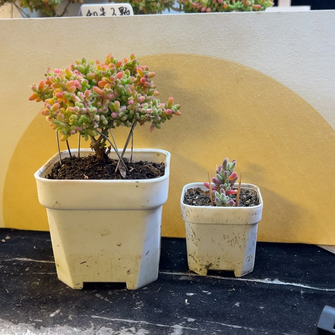 枝干 枝干 枝干 枝干