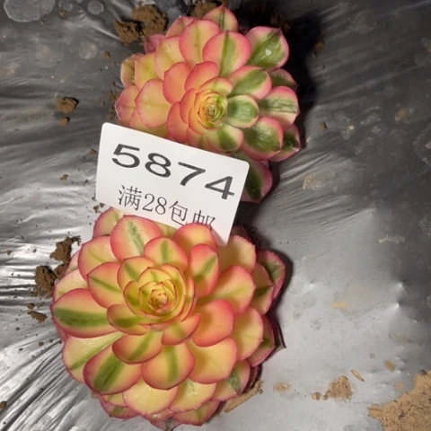 荔枝多肉多肉5874