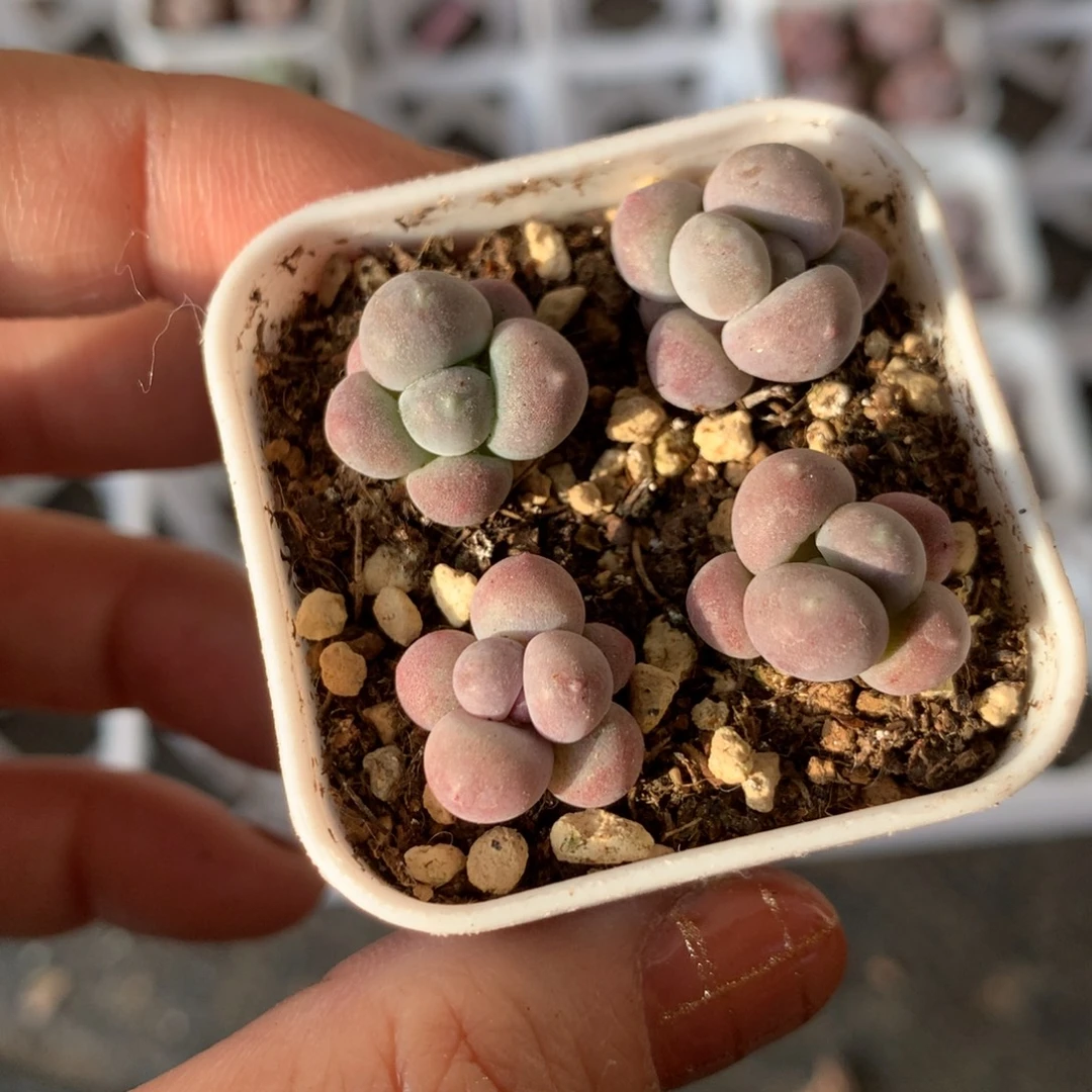 蜜桃和高后给哈更尴尬