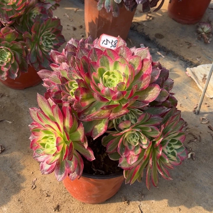 15-38海王多肉植物