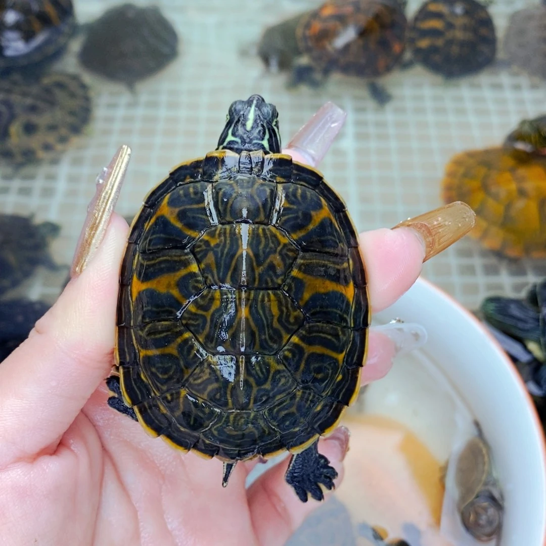 不分公母宠物龟满纹火焰