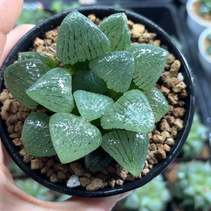母本青指姬多肉植物