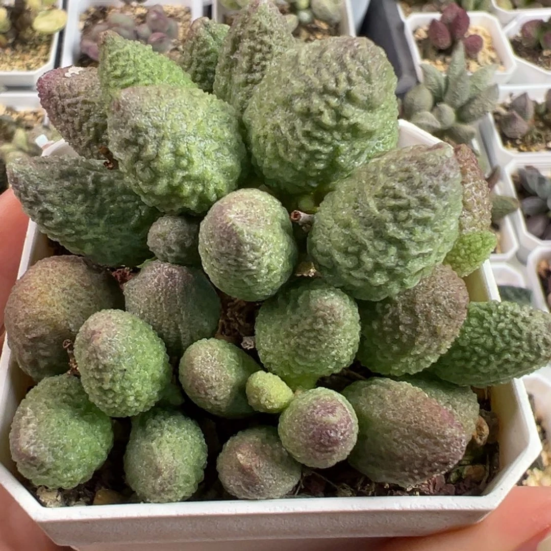 福利款满盆老桩多肉植物水泡
