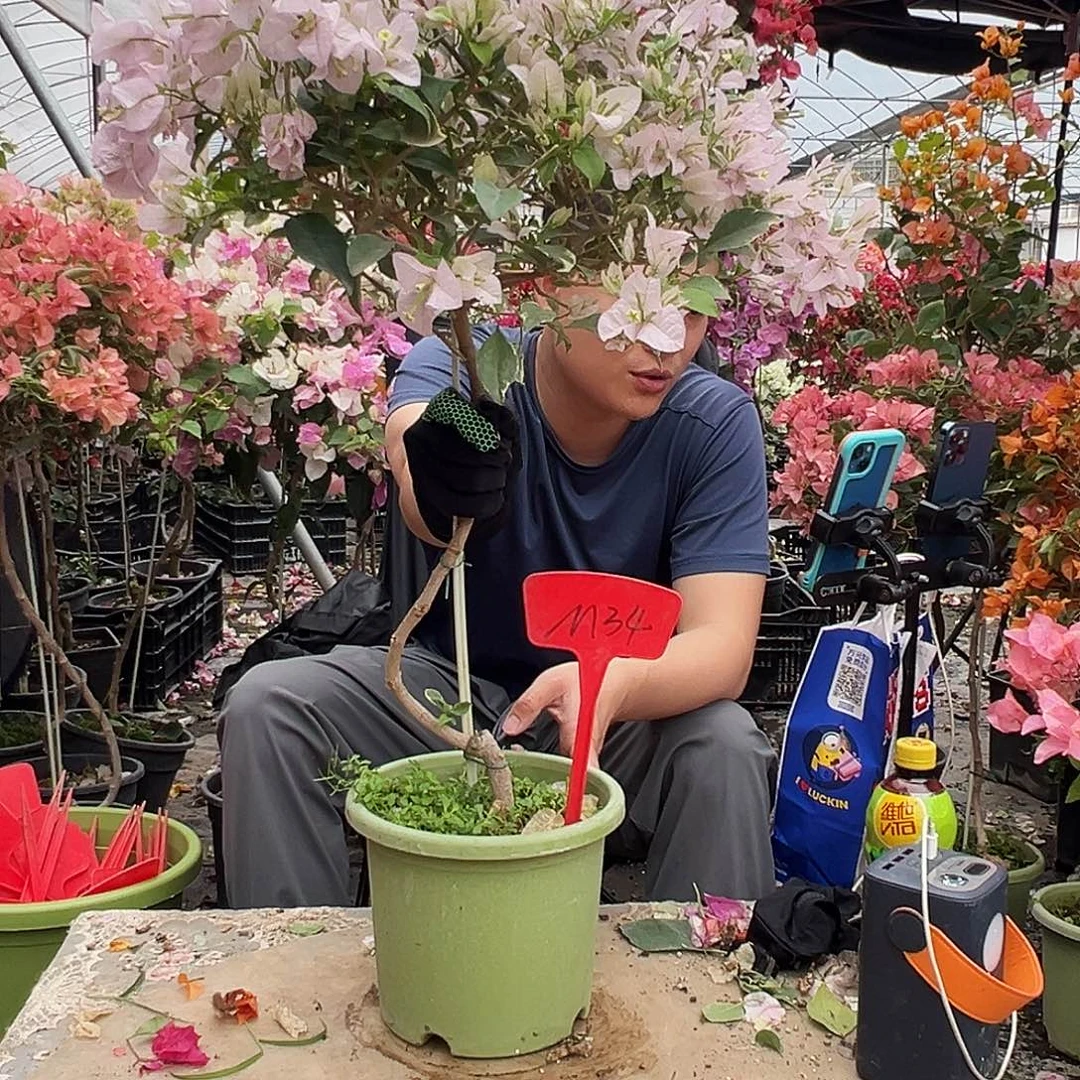 .***薇大部分花苞少量开放M34苹果碟