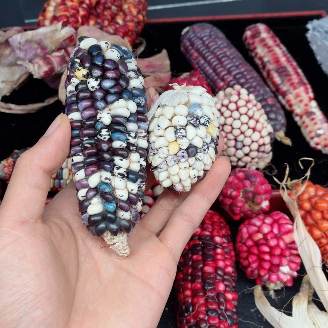 小***猫吊坠白玉菩提文玩文玩精品文玩