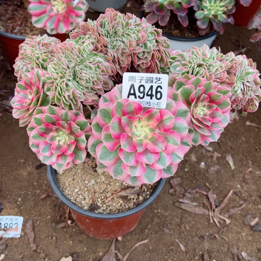 946倾城缀化尺寸25左右