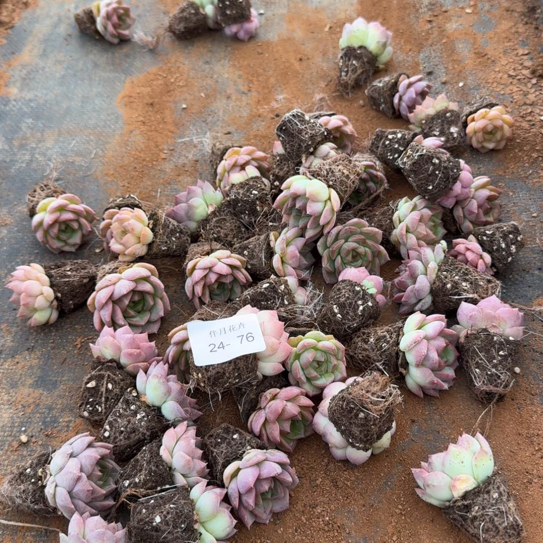 25-76多肉杂交十棵量拍中门左六