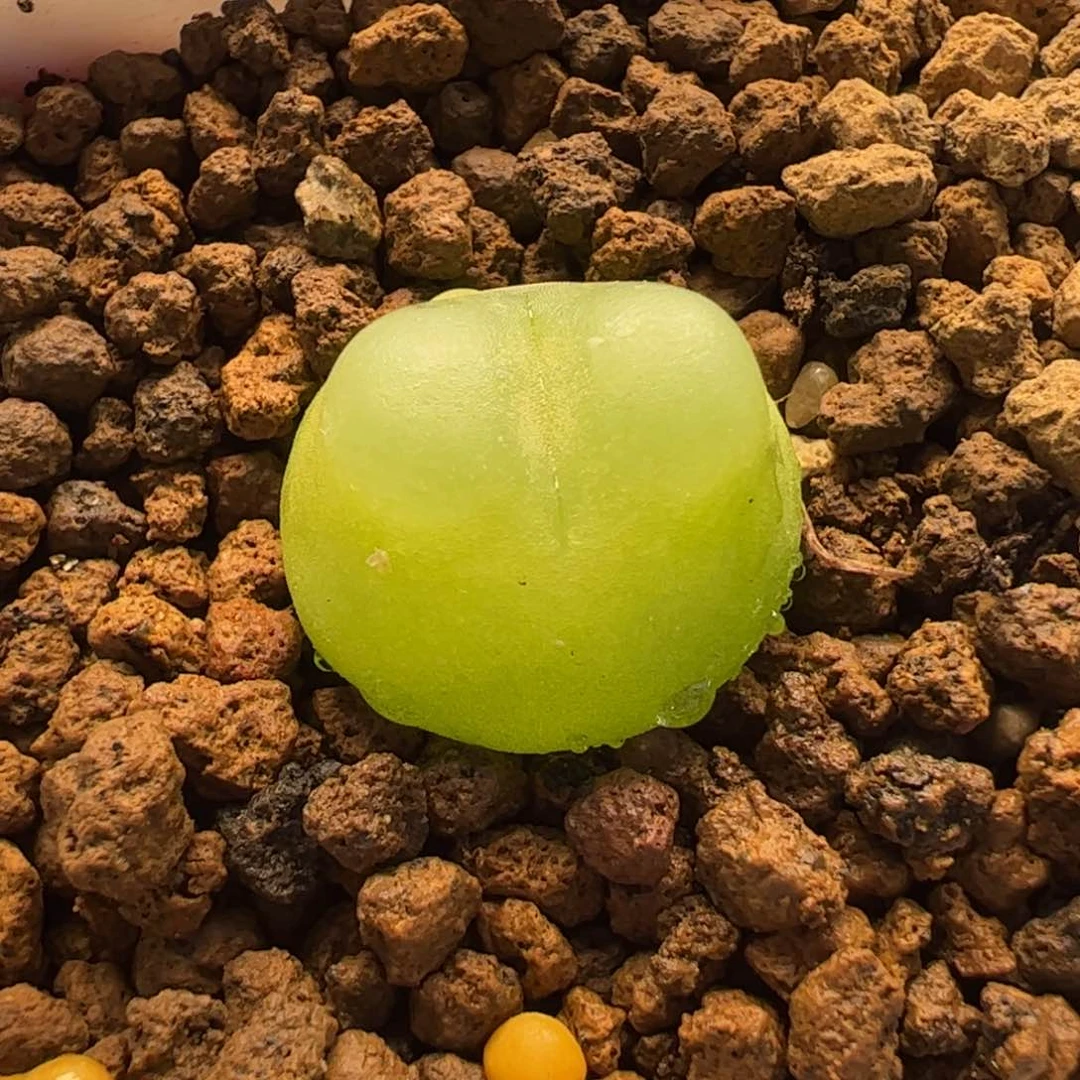 551多肉植物百科