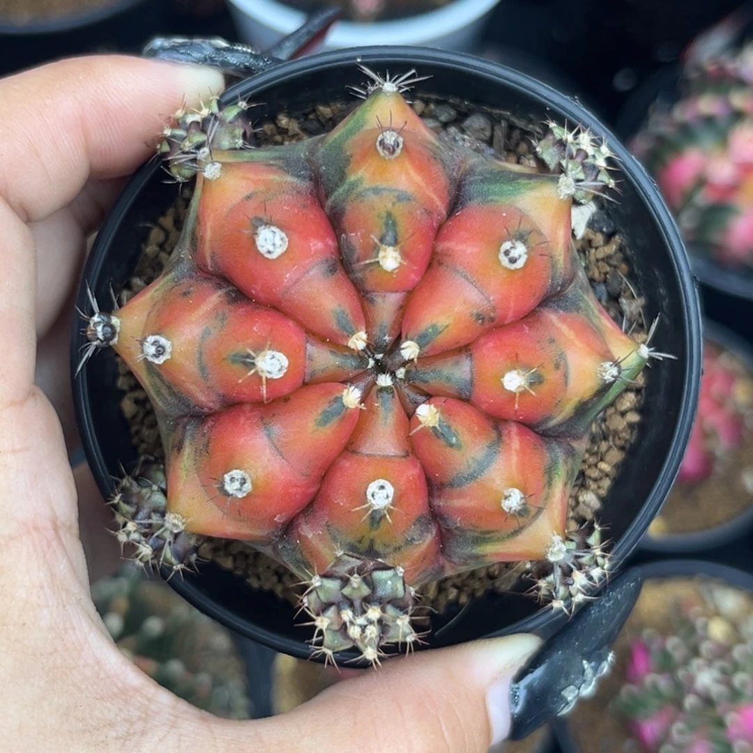 乌贼B 侧牙 带盆土发货