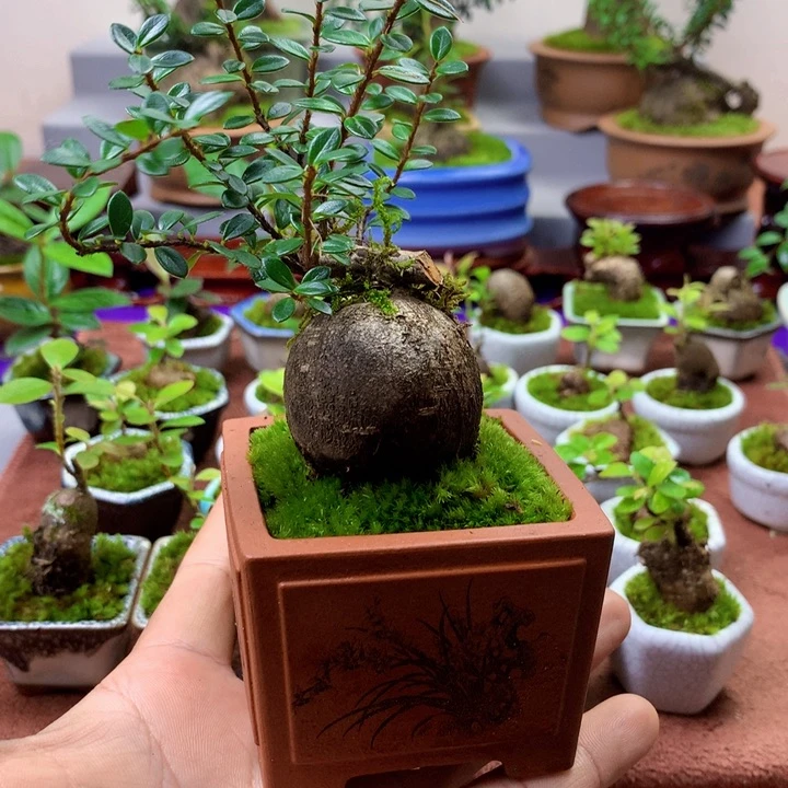 无花朵这两句歌词太美的