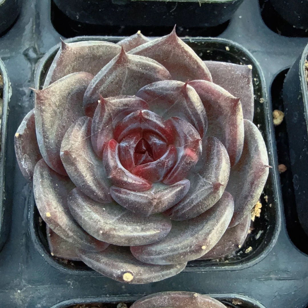 50#黑天鹅单头（3-5cm）带盆土