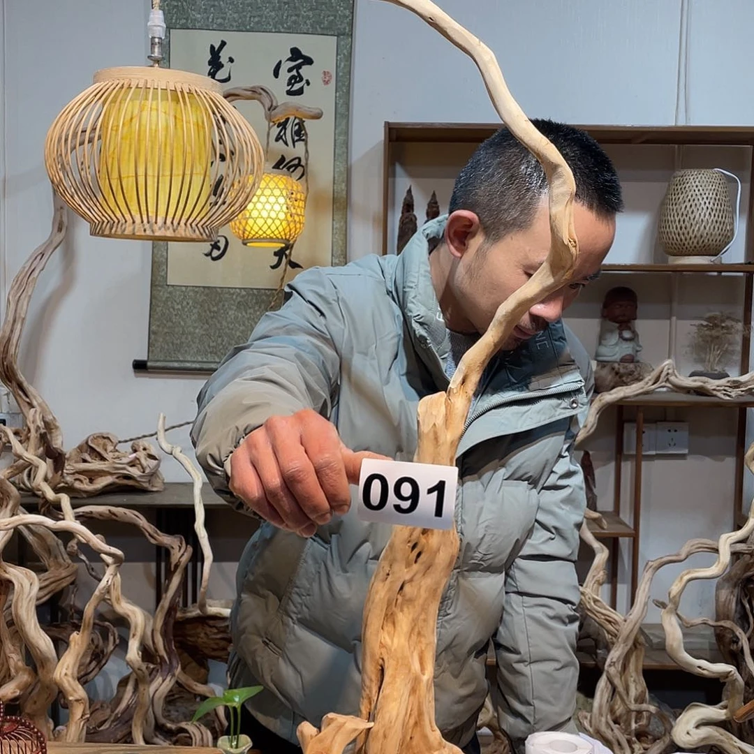 柏木秋**阳杜鹃花白玉兰广场