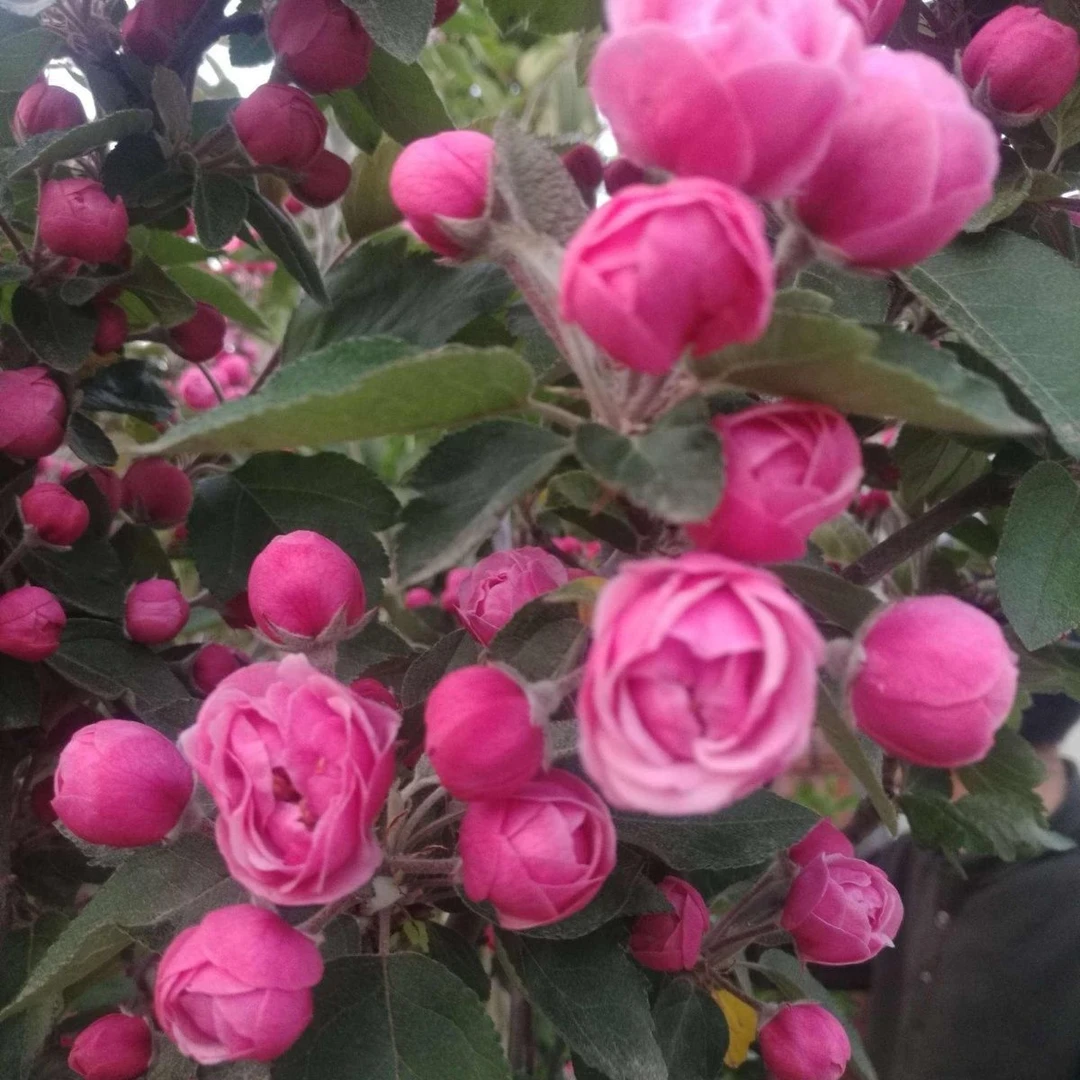 白兰地海棠花耐寒耐热