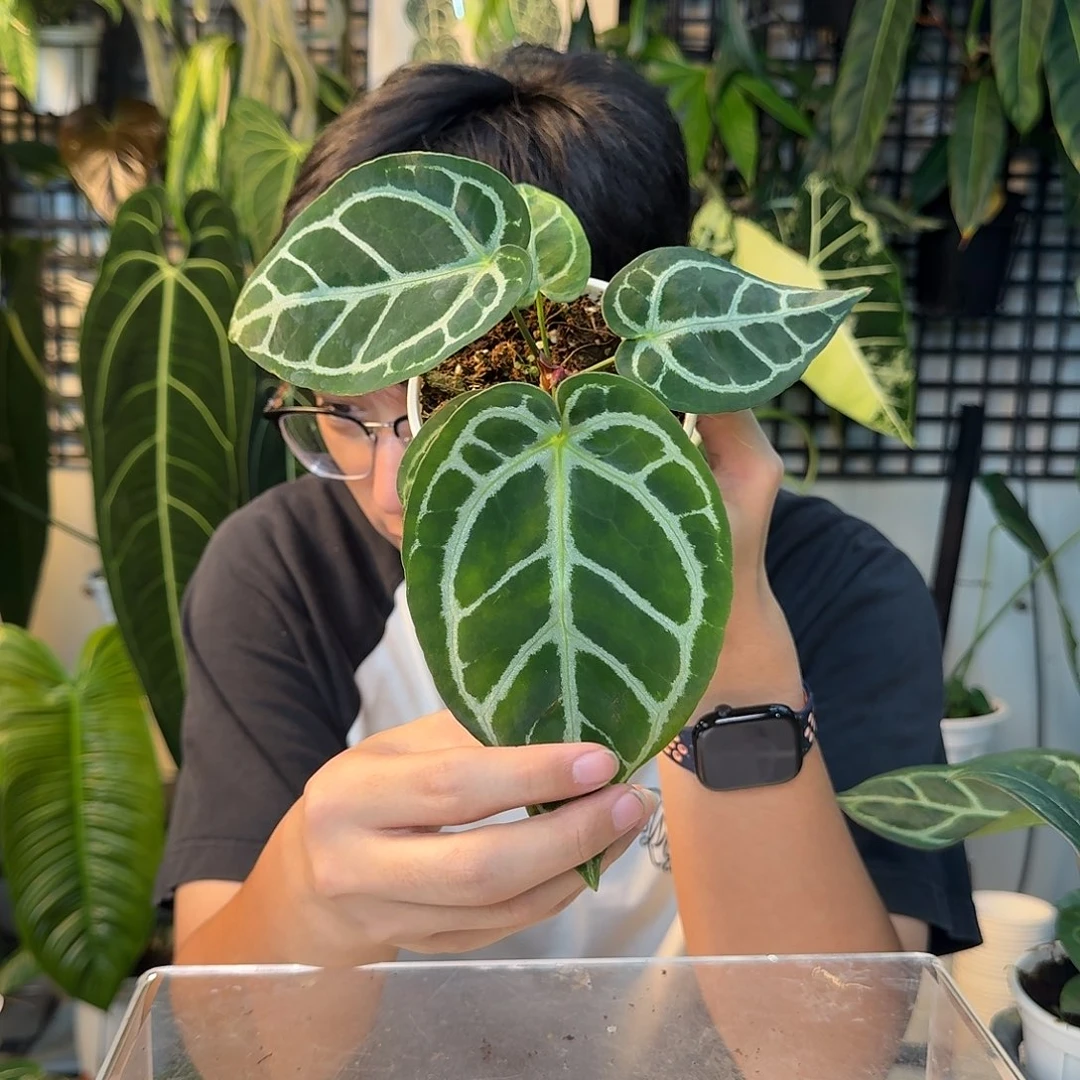 完全开放A171skg杂小钻石