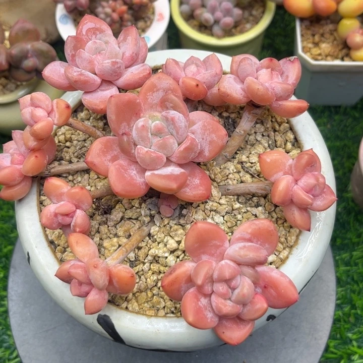 t le kun o ktv o kun o