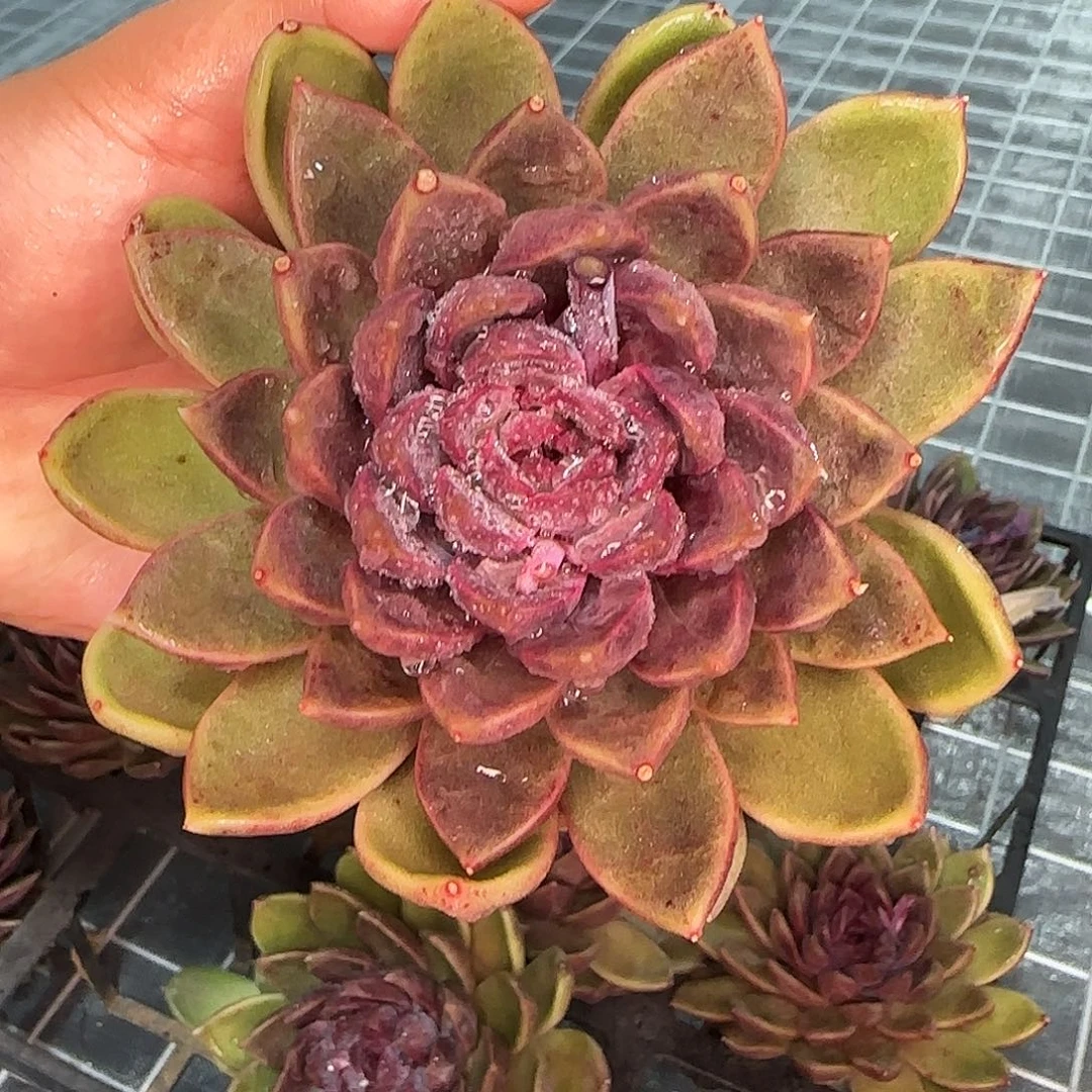 从前慢花园精选宝格丽玫瑰