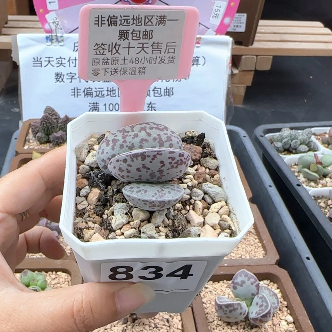 834花旦多肉植物