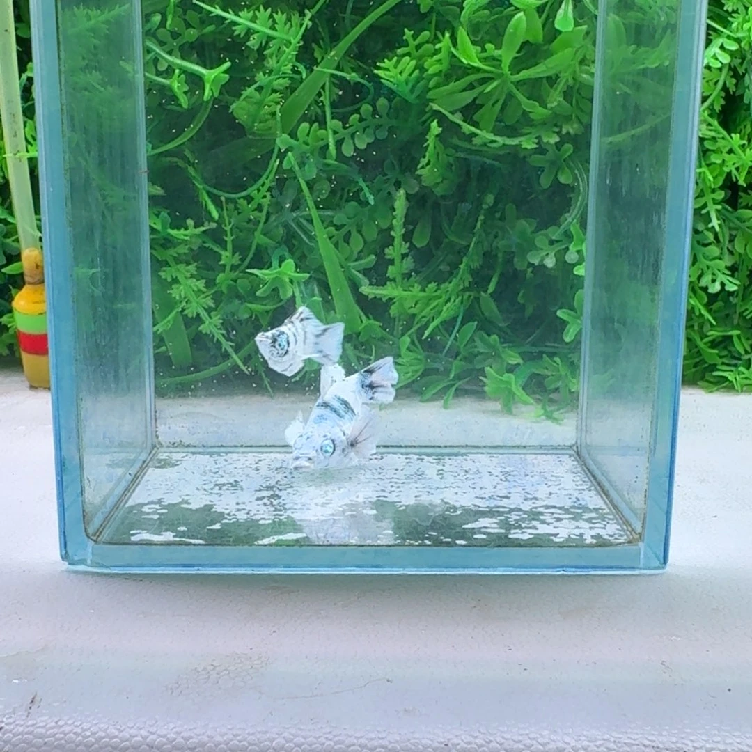 黑玛丽鱼13号玛丽2条