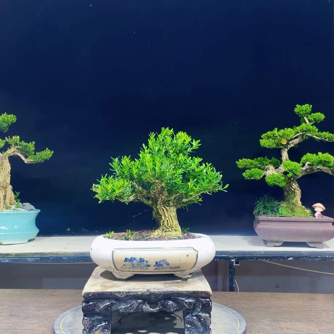 完全开放黄杨盆景四季常青