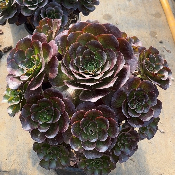 121号多肉植物瑰金