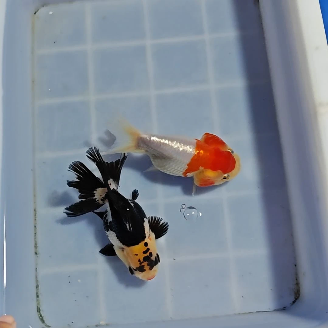金鱼泰狮金鱼冷水好养