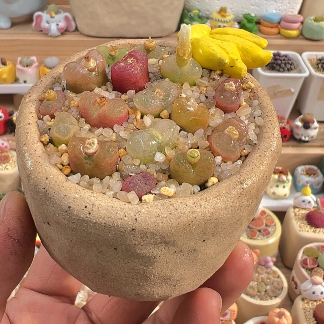 多肉植物实付9.9元包邮17号