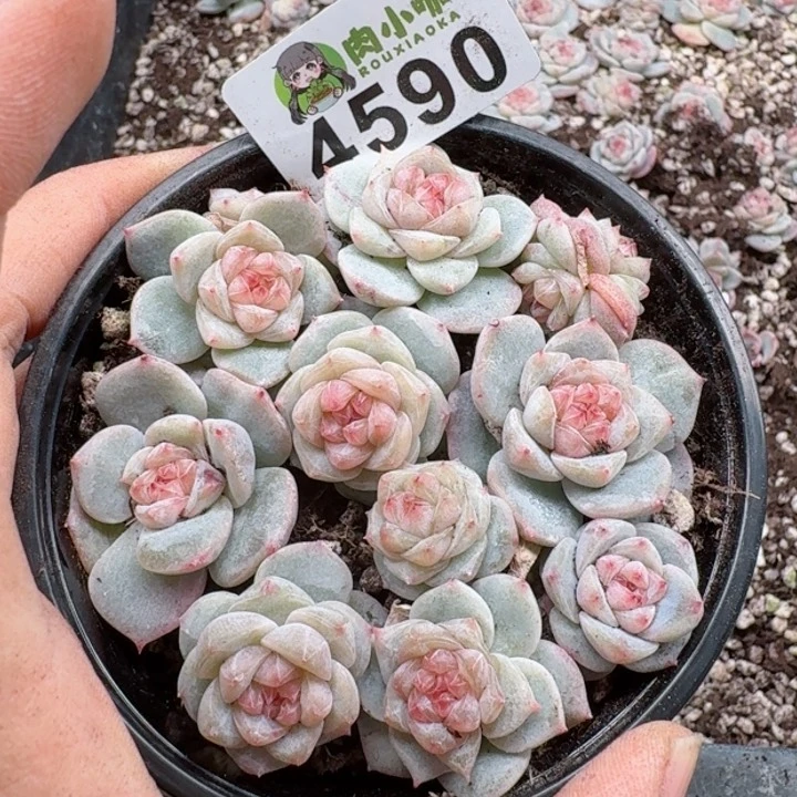 多肉植物多肉植物