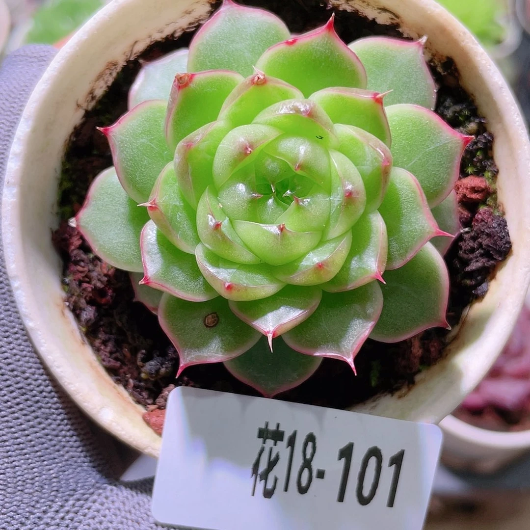 花利美18-101海王