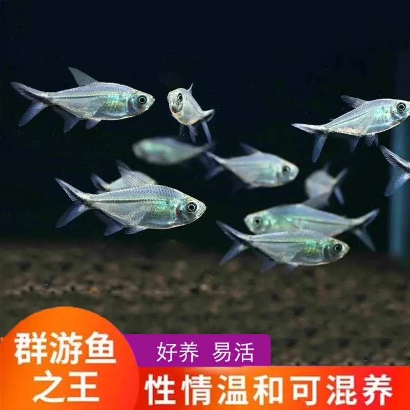 黑尾大勾淡水鱼观赏鱼