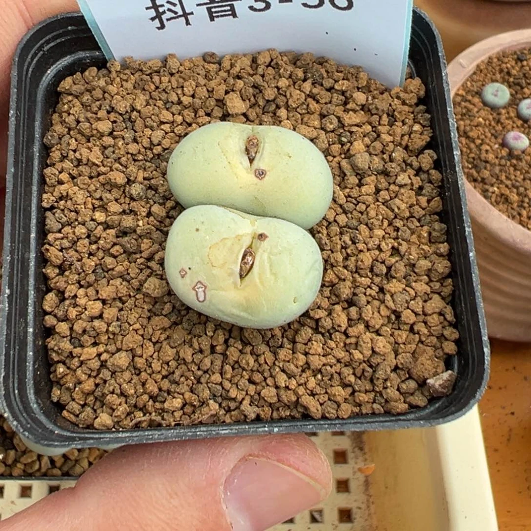 3-56肉锥多肉植物