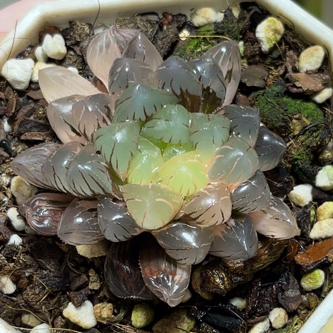 豪***?恭喜发财大吉大利0132