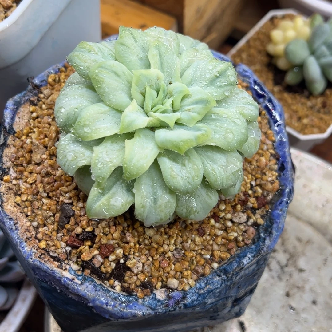 泡泡纱裙 夏鸣园艺