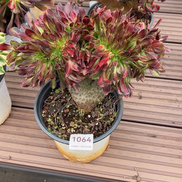 1064七彩缀化（香奈儿花蝴蝶缀）