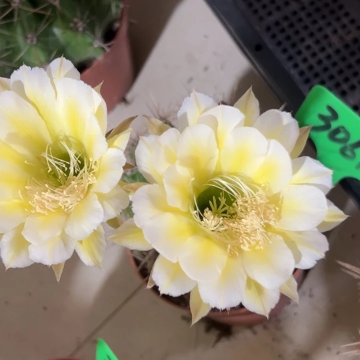 3061 实生彩草 脱土发