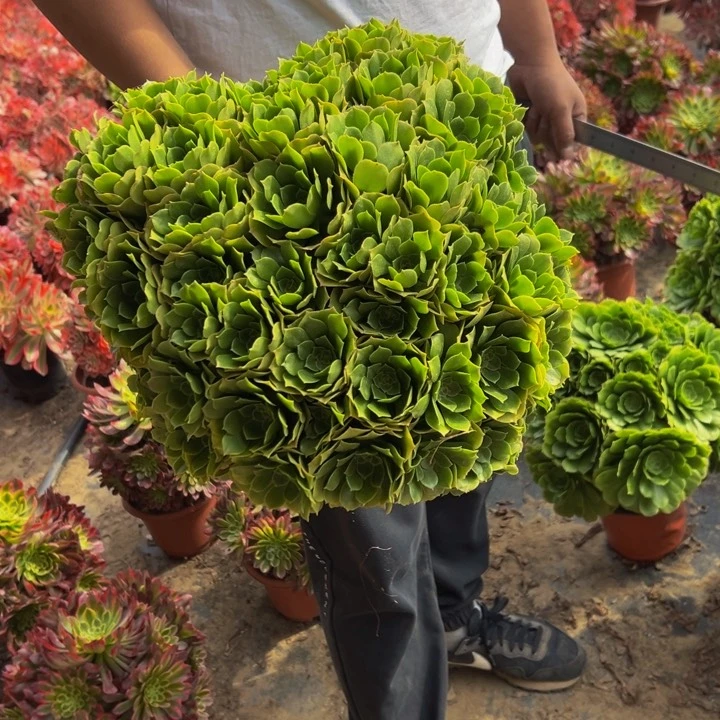 26.8绿玫瑰绣球一棵