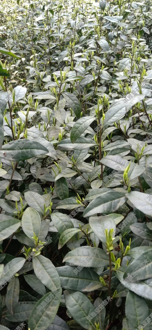 苗圃直发 大白四号 安吉白茶  茶苗带土裸根苗成活率高