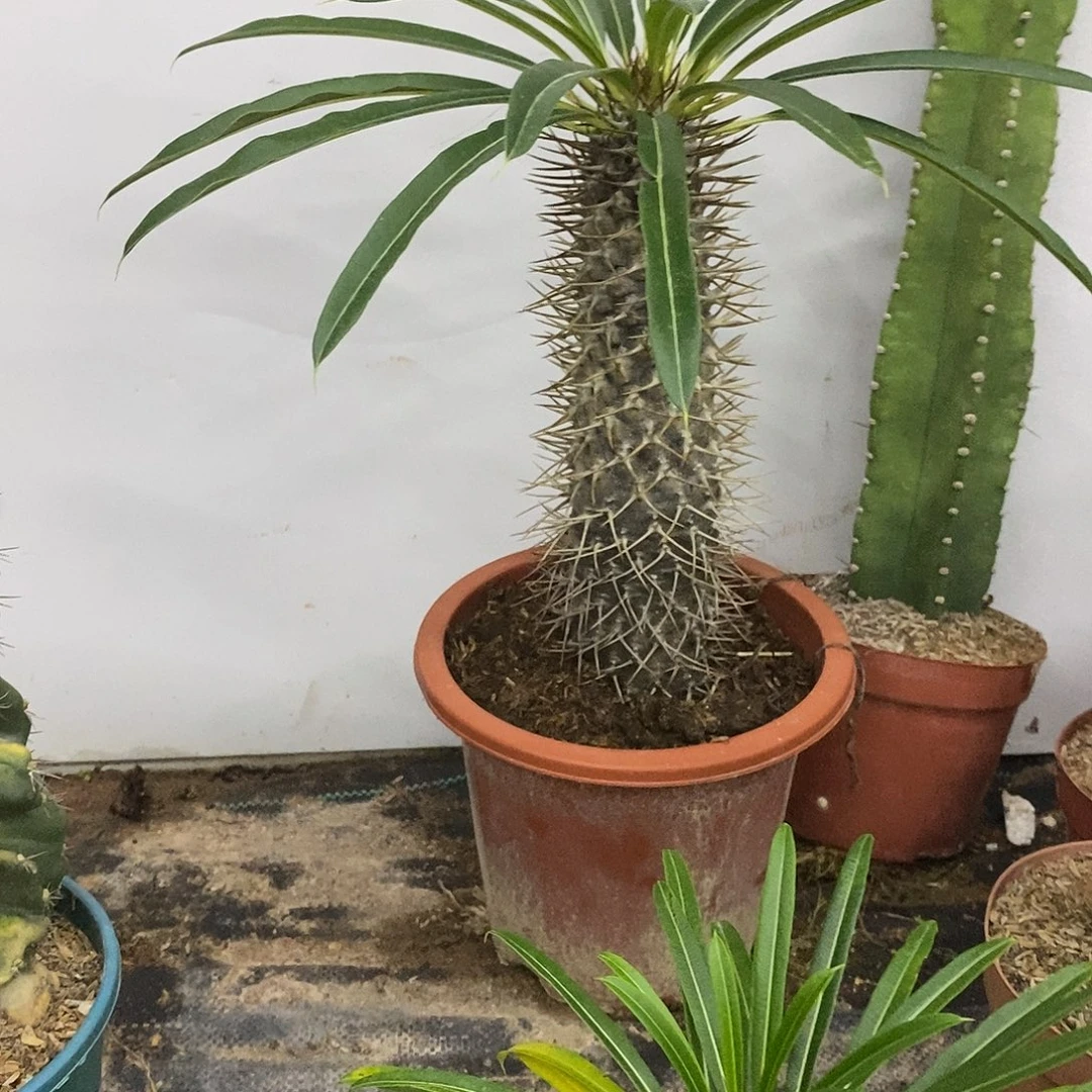 霸王树一物一拍一