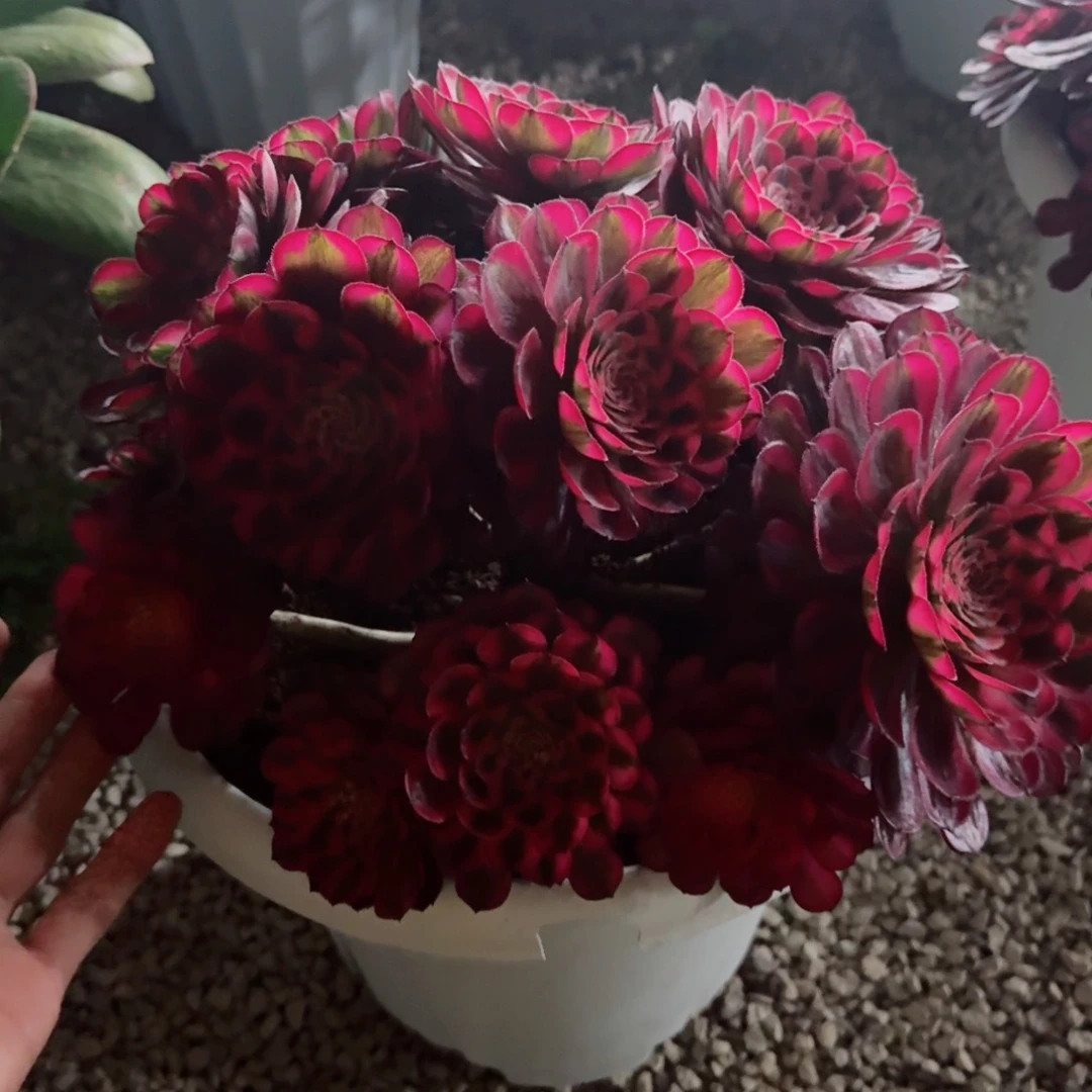 多肉植物发货发货