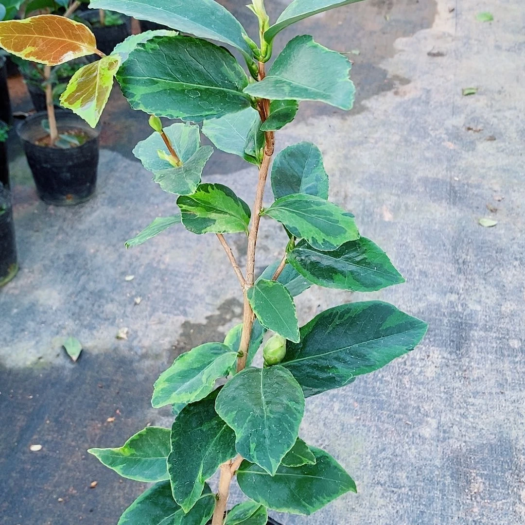 完全开放茶花盆栽梦娜