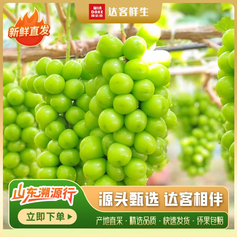 阳光玫瑰葡萄  4.5斤/份