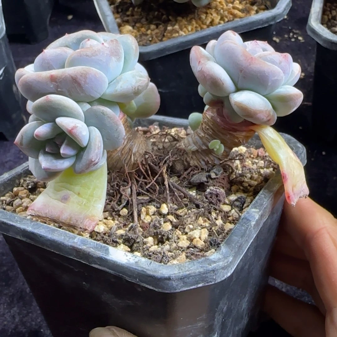 星影一物一拍石榴籽